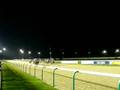 Grand Palace race at Wolverhampton