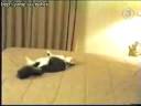 Pobre Gatito.flv Pobre Gatito.flv