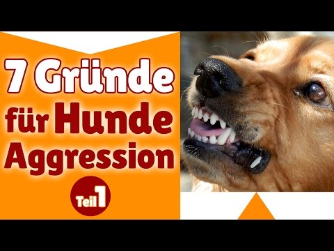 Aggressive Hunde ✔ Stephanie nennt 7 Grnde f ...