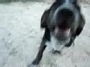 Bume Bume