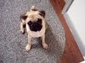 hi sophie dog head tilt