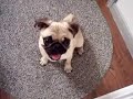 hi sophie dog head tilt