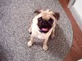 hi sophie dog head tilt