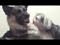 Morkie Playing with Snarling German Shepherd