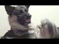 videos de Morkie Playing with Snarling German Shepherd