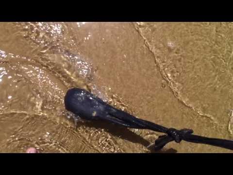 how to collect beach worms