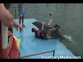 Dolphin Learns a New Trick