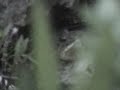 Cricket frog Singing