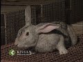 Rearing of rabbits as an enterprise
