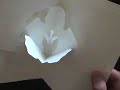 Gladiola Easy to Make Pop-up Card