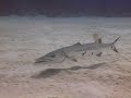 Scuba Diving Tips: Caribbean Fish Identification : How to Identify Great Barracuda Scuba Diving Tips: Caribbean Fish Identification : How to Identify Great Barracuda