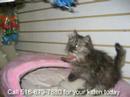 Really Cute Kittens!