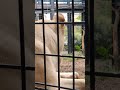 豪汗g⑳ホワイトライオン・白獅子・リズムちゃん・沖縄こどもの国・・・White_Lion・Okinawa Zoo & Museum(20260814)