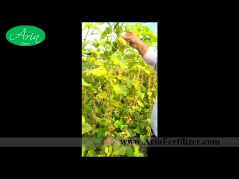 how to fertilize cucumber flowers