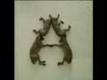 Dogs make 'A'