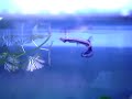 Lepsosteus osseus, gar fish eating!