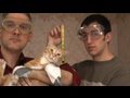 NEW CAT VIDEO!! An Engineer's Guide to Cat Yodeling (with Cat Polka)