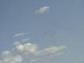 P51D Mustang (Lestans - PN)