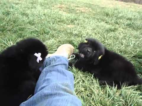 sisters playing together-beautiful girls