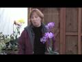 Gardening Tips : Tips for Growing Orchids Gardening Tips : Tips for Growing Orchids