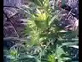 marihuana gerrilla