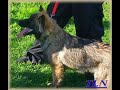 Cybèle de TLN, jeune Tervueren à l\ Cybèle de TLN, jeune Tervueren à l\