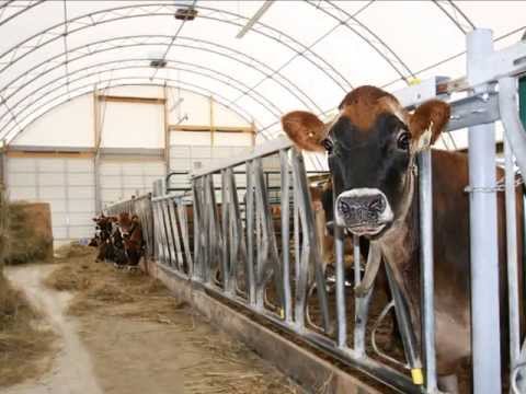 50' x 145' Dairy Barn