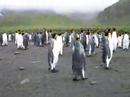 Penguins in Antarctic