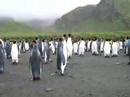 Penguins in Antarctic