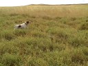 Girlie on Montana Pheasants