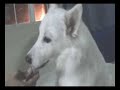 Cute Japanese spitz dog