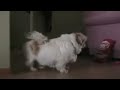 Gizzi vs Cuz Gizzi vs Cuz