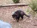 Tazmanian Devils 2
