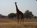mfuwe zambia 8