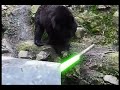 Kung Fu Bear Finds a Light Saber ~ huzzzah?!?
