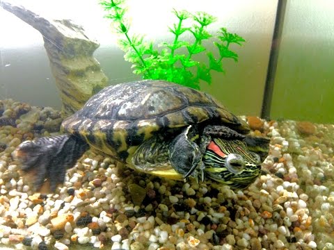 video-linktoworks-How I Clean My Turtle's Tank Guide