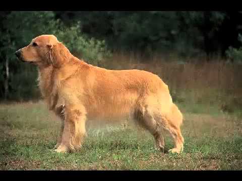 how to treat kennel cough uk