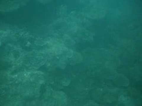 Diving in Tunku Abdul Rahman Marine ...