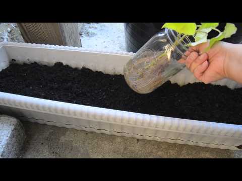 how to transplant potatoes