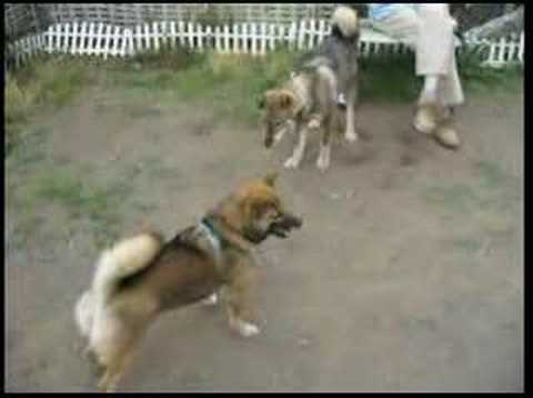 Shikoku Dog 20070603 Shiba