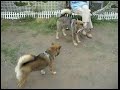 Shikoku Dog 20070603 Shiba Shikoku Dog 20070603 Shiba