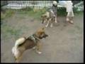 Shikoku Dog 20070603 Shiba - YouTube