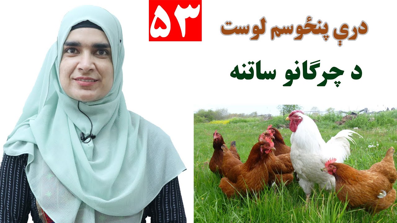 Class 3 - Pashto | title keeping chickens -  Lesson 53 |  موضوع  د چرګانو ساتنه   -  لوست  53