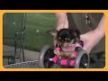 BeeBee the Chihuahua