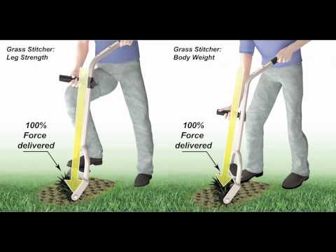 how to replant dead grass
