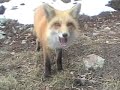 Red Fox 7