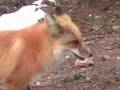Red Fox 7