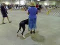 Nikki & Great Dane