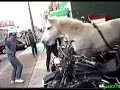 Mardi Gras 2003 Horse Goes Nuts