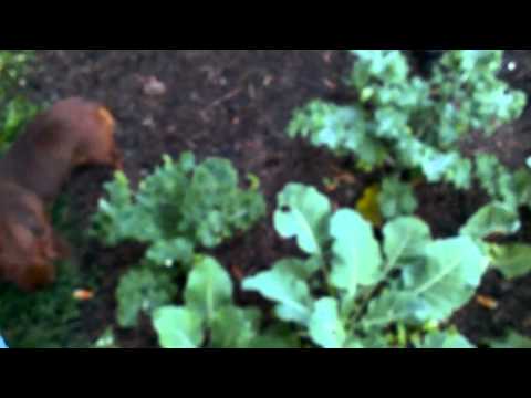 how to harvest dwarf kale